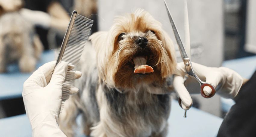 How Often Should You Groom Your Dog