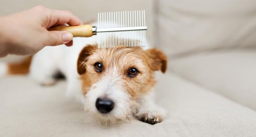 How to Spot Fleas on Dogs: Signs, Symptoms & Prevention