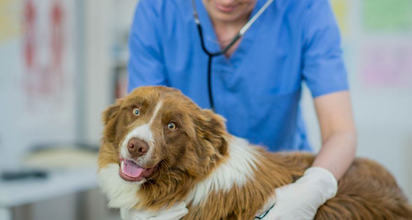 When to Take Your Dog to the Vet: A Complete Guide for Pet Owners