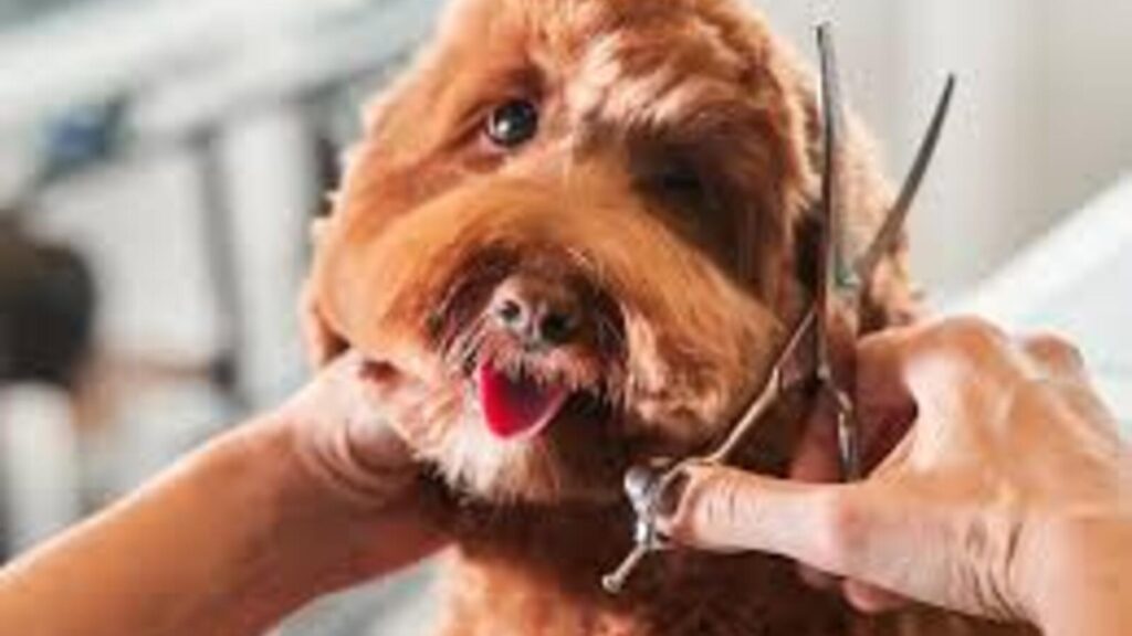 Do You Groom All Breeds and Sizes of Dogs