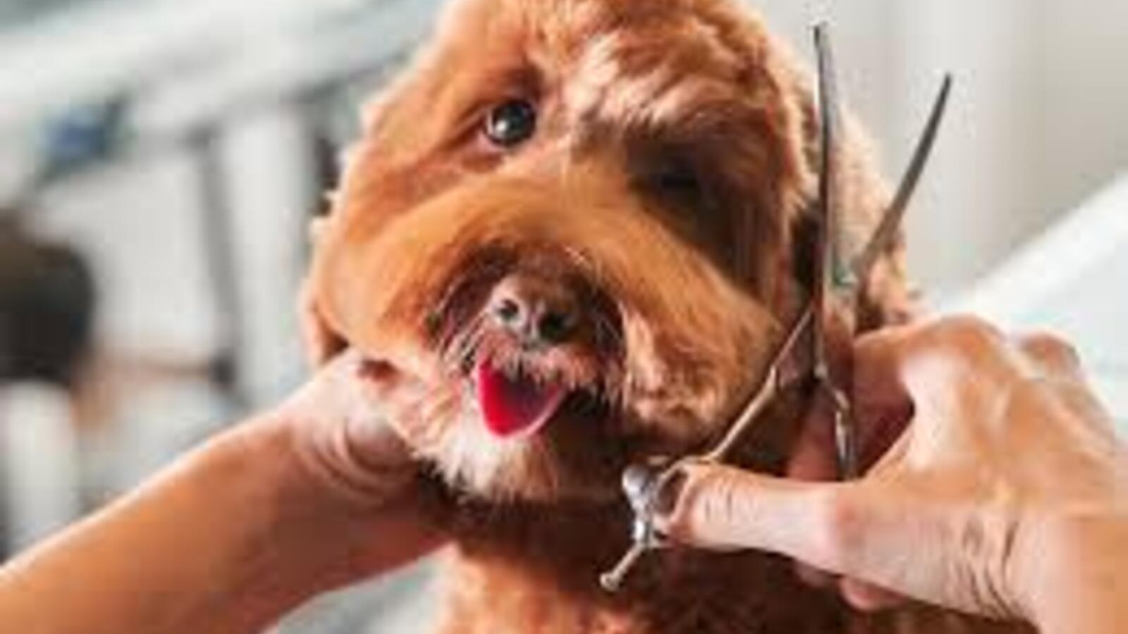 Do You Groom All Breeds and Sizes of Dogs