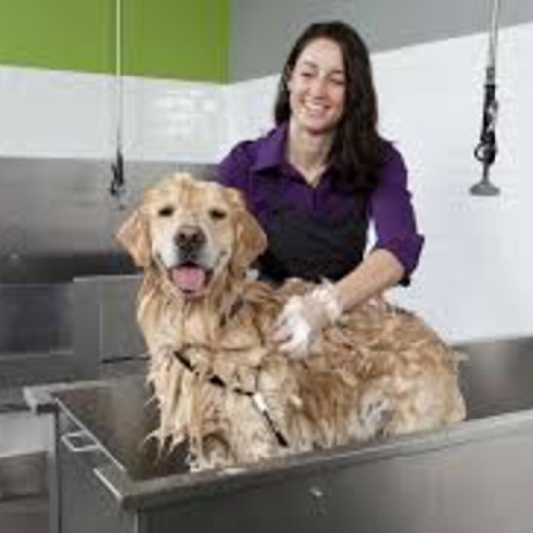 How to Wash Your Dog with Self-Service | Dawg Team