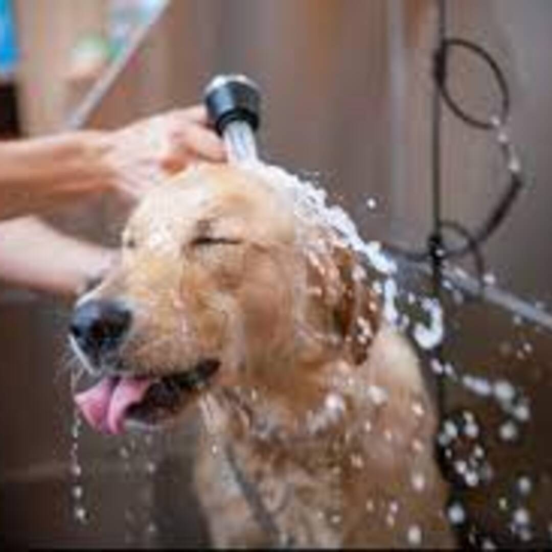 Dawg Team: The Top Benefits of Self-Service Dog Wash