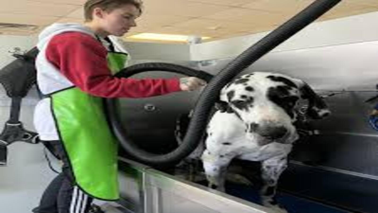 Why Choose Dawg Team's Self-Serve Dog Wash for My Dog