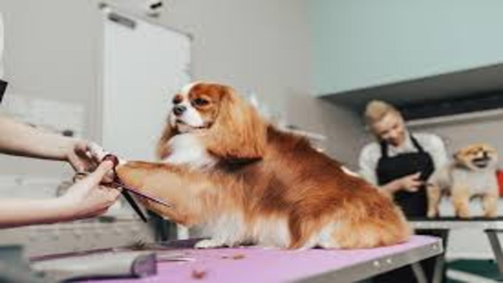 Why is Regular Dog Grooming Important