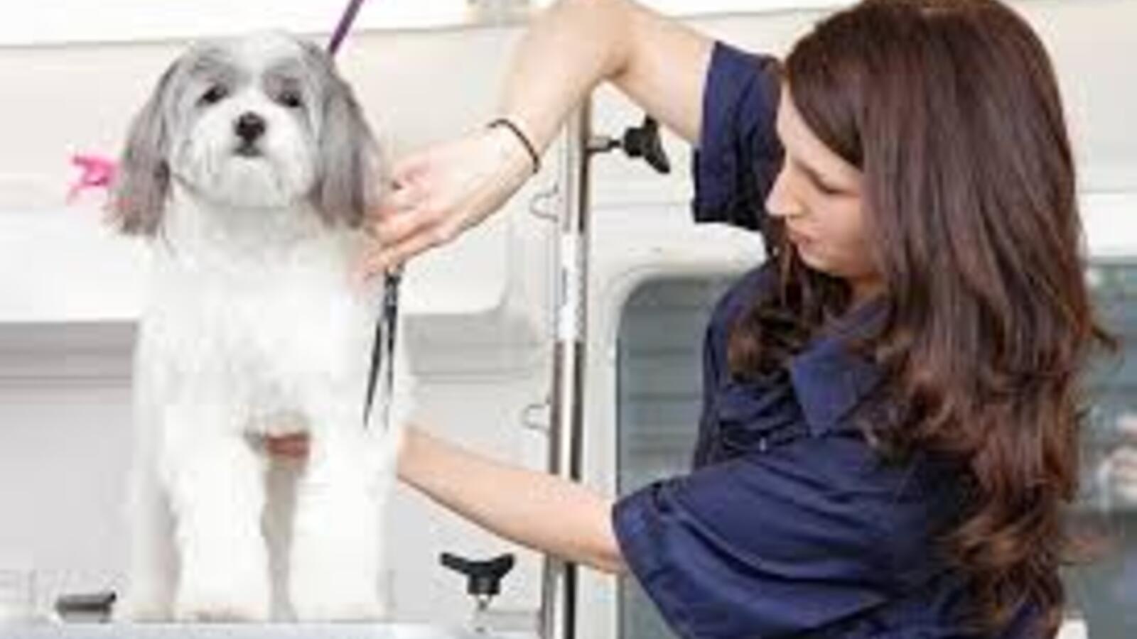 how-mobile-grooming-service-works