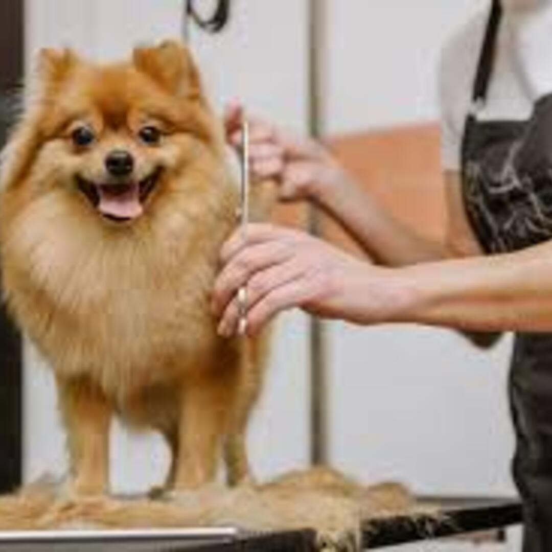 How to Choose the Best Dog Groomer: 5 Questions to Ask | Dawg Team