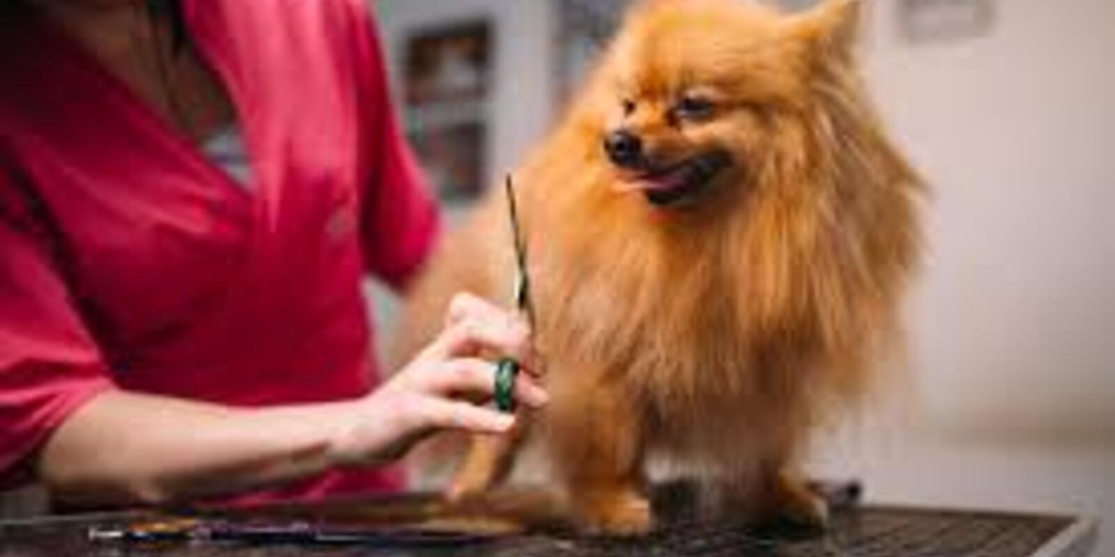 Book a Dog Grooming Appointment Near Me