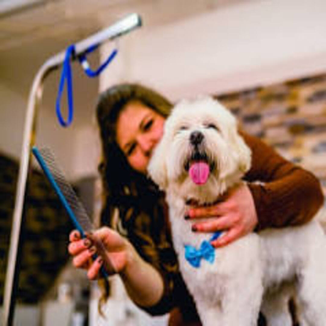 How to Choose the Best Dog Grooming Company: A Complete Guide