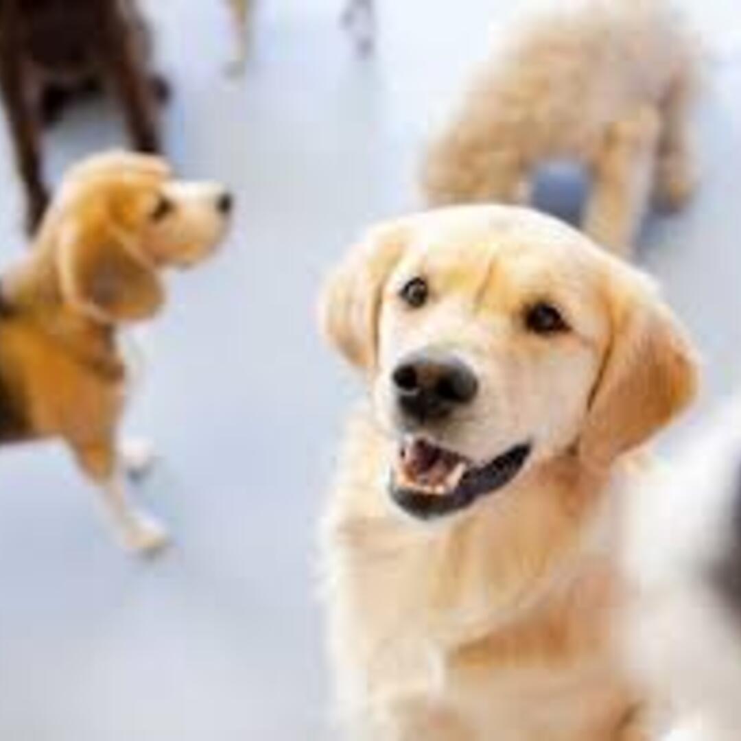 schedule-pet-boarding-memphis